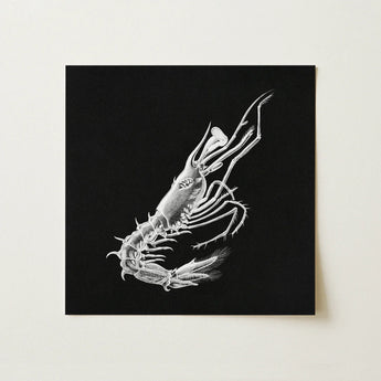 Shrimp - Ernst Haeckel Marine Life Art Print / Canvas Detailed White Line Shrimp Black Square Canvas Ernst Haeckel, Crustacean Specter