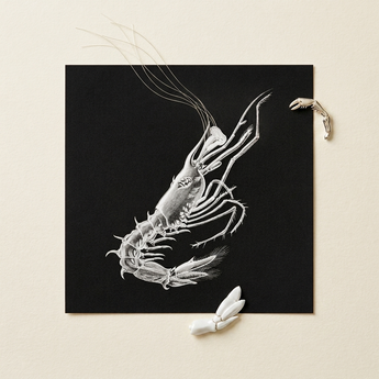 Shrimp - Ernst Haeckel Marine Life Art Print / Canvas Detailed White Line Prawn Black Square Accompanied, Crustacean Specter Materializes,