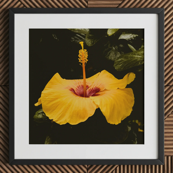 For Sita - Stampa artistica Yellow Hibiscus Hoi an / Tela, 12x12’’ / 31x31cm / Cornice nera / Passe-partout, Poster, Stampe e Opere d’arte visiva, Toby Leon