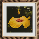For Sita - Stampa artistica Yellow Hibiscus Hoi an / Tela, 12x12’’ / 31x31cm / Cornice naturale / Passe-partout, Poster, Stampe e Opere d’arte visiva, Toby