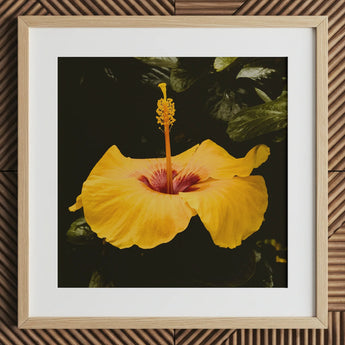 For Sita - Stampa artistica Yellow Hibiscus Hoi an / Tela, 12x12’’ / 31x31cm / Cornice naturale / Passe-partout, Poster, Stampe e Opere d’arte visiva, Toby