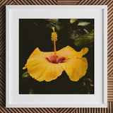 For Sita - Stampa artistica Yellow Hibiscus Hoi an / Tela, 12x12’’ / 31x31cm / Cornice bianca / Passe-partout, Poster, Stampe e Opere d’arte visiva, Toby Leon