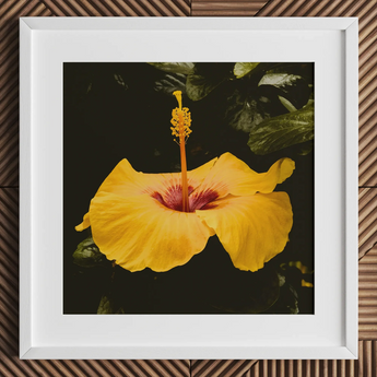For Sita - Stampa artistica Yellow Hibiscus Hoi an / Tela, 12x12’’ / 31x31cm / Cornice bianca / Passe-partout, Poster, Stampe e Opere d’arte visiva, Toby Leon