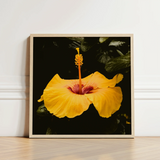 Vibrant Yellow Hibiscus Flower Deep Red Center Prominent, Tropical Jewel Captured, Hoi