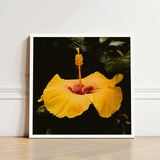 Vibrant Yellow Hibiscus Flower Deep Red Center Slender, Tropical Jewel Captured, Hoi