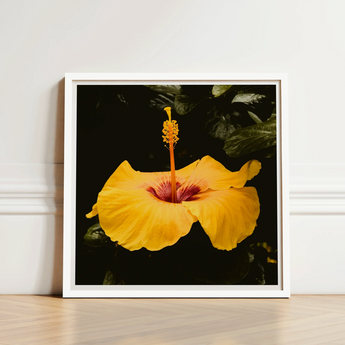 Framed Photograph Vibrant Yellow Hibiscus Flower Deep Red, Tropical Jewel Captured, Hoi