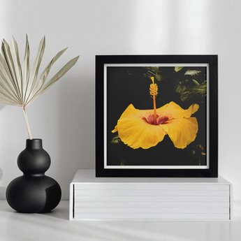 For Sita - Yellow Hibiscus Hoi an Art Print / Canvas Framed Photograph Yellow Hibiscus Flower Black Background Hibiscus, Tropical Jewel