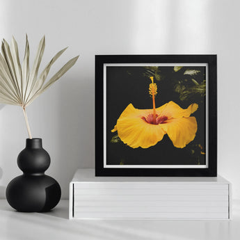 For Sita - Yellow Hibiscus Hoi an Art Print / Canvas Framed Photograph Flower Black Background, Tropical Jewel Captured, Prints