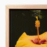 Vibrant Yellow Hibiscus Flower Deep Red Center Bright, Tropical Jewel Captured, Hoi