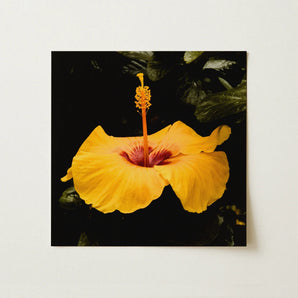 For Sita - Yellow Hibiscus Hoi an Art Print / Canvas, Yellow Hibiscus, Tropical Jewel Captured, Yellow Hibiscus Hoi