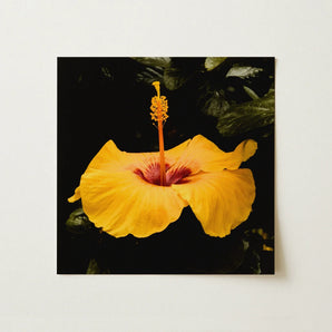 For Sita - Yellow Hibiscus Hoi an Art Print / Canvas Vibrant Yellow Hibiscus Flower Deep Red Center Slender Hibiscus, Tropical Jewel