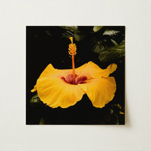 For Sita - Yellow Hibiscus Hoi an Art Print / Canvas Vibrant Flower Deep Red Center Slender, Tropical Jewel Captured, Prints
