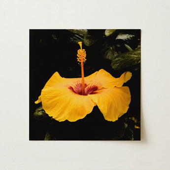For Sita - Yellow Hibiscus Hoi an Art Print / Canvas Vibrant Yellow Hibiscus Flower Deep Red Center Slender Hibiscus, Tropical Jewel