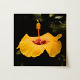 For Sita - Yellow Hibiscus Hoi an Art Print / Canvas Vibrant Flower Deep Red Center Slender, Tropical Jewel Captured, Prints