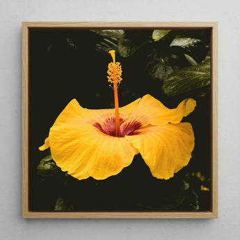 For Sita - Yellow Hibiscus Hoi an Art Print / Canvas Vibrant Flower Deep Red Center Slender, Tropical Jewel Captured, Prints