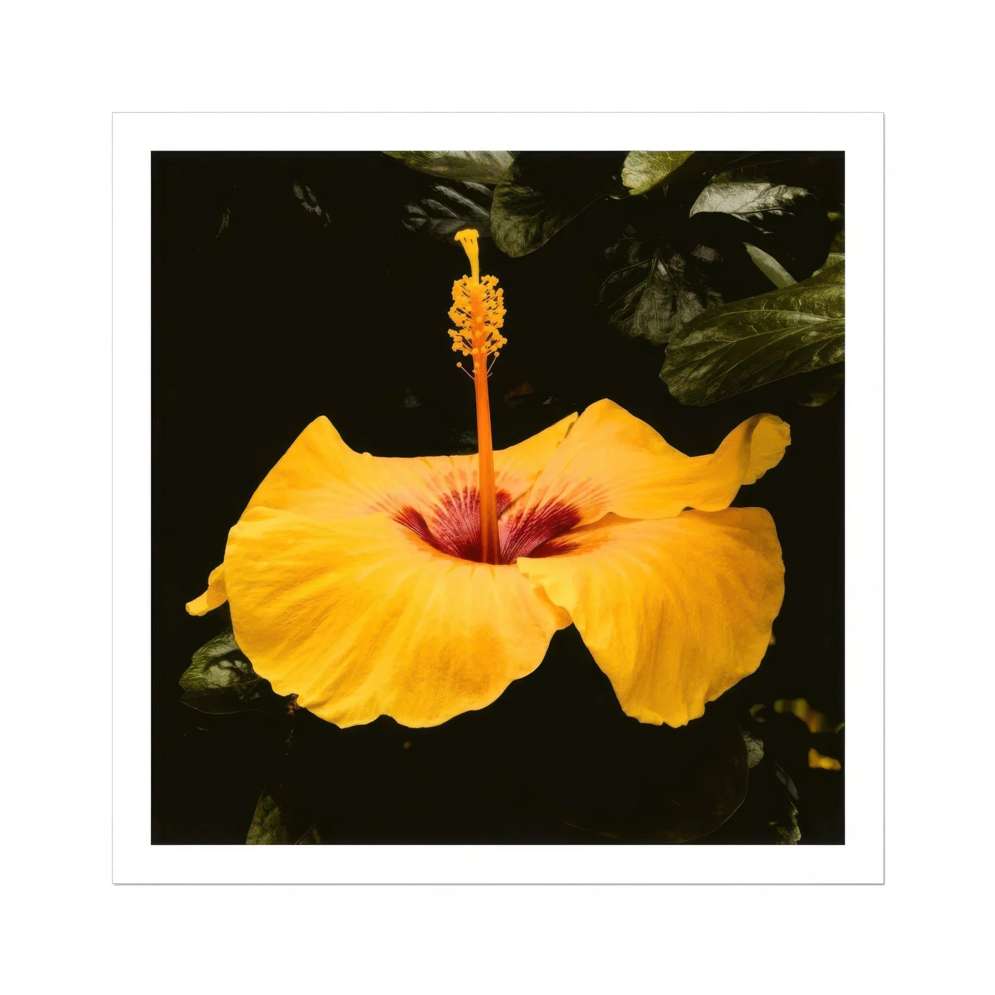 For Sita Yellow Hibiscus Hoi an Art Print, Yellow Hibiscus Flower Prominent Red Center Extended Stamen
