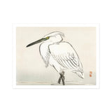 Snowy Egret - Kono Bairei Kacho-e Art Print / Canvas White Heron Ruffled Feathers Long Beak Bairei’s, Meiji Era Kachō-e, Kōno Prints