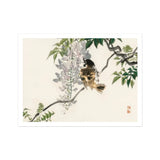 Sparrow on a Branch - Kono Bairei Meiji Era Art Print / Canvas Bird Perched Branch Wisteria Flowers Leaves Meiji-era Avian Marvel, Bairei