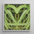 Spiked - Contemporary Aloe Vera Art Framed Canvas, 12x12’’ / 31x31cm / White Floating Frame, Symmetrical Aloe Vera Plant Art