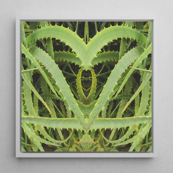 Spiked - Trippy Aloe Vera Botanical Art Print / Canvas Framed Square Art Print Symmetrical Heart-shaped Composition Vibrant Humble Aloe