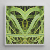 Spiked - Trippy Aloe Vera Botanical Art Print / Canvas Framed Square Symmetrical Heart-shaped Composition Vibrant Humble, Prints