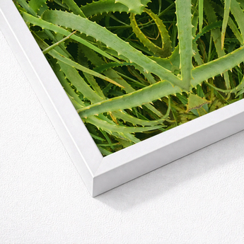 White-framed Print Close-up Vibrant Green Spiky Aloe Vera Humble, Trippy, Botanical
