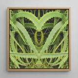 Spiked - Trippy Aloe Vera Botanical Art Print / Canvas Square-framed Artwork Symmetrical Mirrored Composition Vibrant Green Aloe Humble