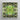 Framed Square Artwork Symmetrical Kaleidoscopic Pattern Green Succulent Morphs Aloe Vera, Verdant Rorschach Test, Trippy
