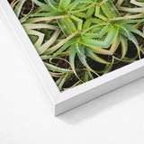 White-framed Print Close-up Vibrant Green Spiky Succulent Leaves Morphs Aloe Vera, Verdant Rorschach Test, Trippy