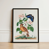 Spotted Flycatcher Purple Emperor and Longhorned Beetle - James Bolton Art Print / Canvas Framed Botanical Illustration Brown Bird Blue