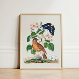Spotted Flycatcher Purple Emperor and Longhorned Beetle - James Bolton Art Print / Canvas Framed Botanical Illustration Brown Bird Blue