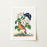 Spotted Flycatcher Purple Emperor and Longhorned Beetle - James Bolton Art Print / Canvas Framed Botanical Illustration Brown Bird Perched