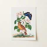 Spotted Flycatcher Purple Emperor and Longhorned Beetle - James Bolton Art Print / Canvas, 12x16’’ / 31x41cm / Unframed / no Border,