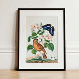 Spotted Flycatcher Purple Emperor and Longhorned Beetle - James Bolton Art Print / Canvas, 12x16’’ / 31x41cm / Black Frame / Matboard,