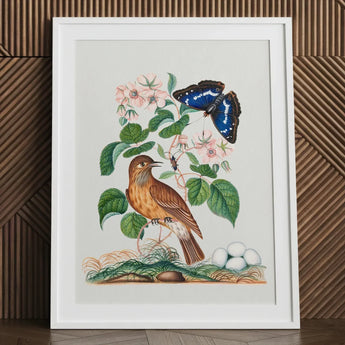Spotted Flycatcher Purple Emperor and Longhorned Beetle - James Bolton Art Print / Canvas Framed Botanical Illustration Brown Bird Perched