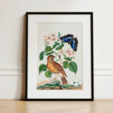 Spotted Flycatcher Purple Emperor and Longhorned Beetle - James Bolton Art Print / Canvas Framed Botanical Illustration Brown Bird Perched