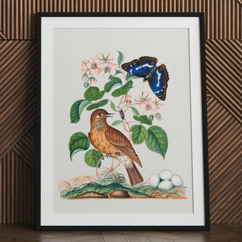 Spotted Flycatcher Purple Emperor and Longhorned Beetle - James Bolton Art Print / Canvas Framed Botanical Illustration Brown Bird Perched