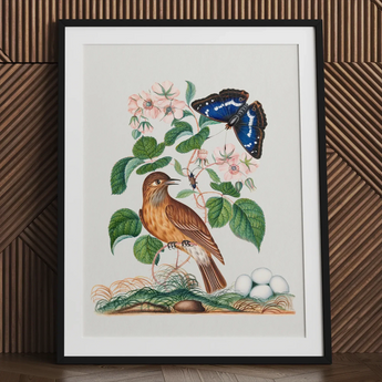 Spotted Flycatcher Purple Emperor and Longhorned Beetle - James Bolton Art Print / Canvas Framed Botanical Illustration Brown Bird Perched