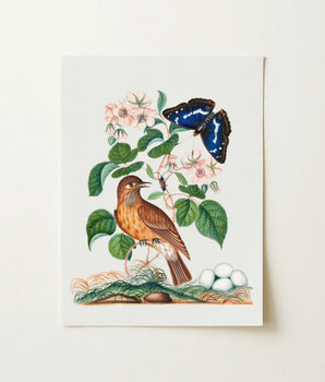 Framed Botanical Illustration Brown Bird Perched Green Foliage Purple Emperor, Bolton’s Brush Dances, Spotted Flycatcher