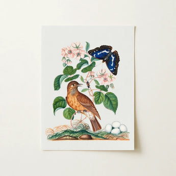 Spotted Flycatcher Purple Emperor and Longhorned Beetle - James Bolton Art Print / Canvas Framed Botanical Illustration Brown Bird Perched