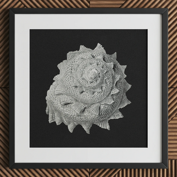 Star Shell - Stampa artistica di vita oceanica di Ernst Haeckel / Canvas, 12x12’’ / 31x31cm / Cornice nera / Passepartout, Posters Prints & Visual Artwork, Toby