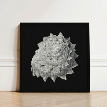 Star Shell - Ernst Haeckel Ocean Life Art Print / Canvas, Molluscan Architecture Prints