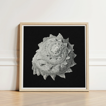 Star Shell - Ernst Haeckel Ocean Life Art Print / Canvas Framed Black-and-white Artwork Detailed Textured Seashell Intricate Ridges,