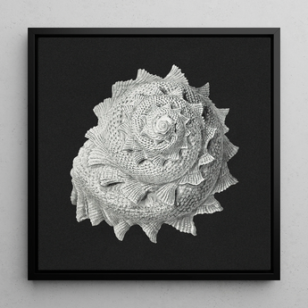 Star Shell - Ernst Haeckel Ocean Life Art Print / Canvas, 12x12’’ / 31x31cm / Black Frame, Posters Prints & Visual Artwork, Toby Leon