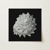 Star Shell - Ernst Haeckel Ocean Life Art Print / Canvas, 12x12’’ / 31x31cm / Unframed / no Border, Posters Prints & Visual Artwork, Toby