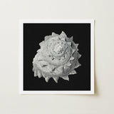 Star Shell - Ernst Haeckel Ocean Life Art Print / Canvas Detailed Black-and-white Photographic Textured Spiral Seashell Intricate,