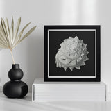 Star Shell - Ernst Haeckel Ocean Life Art Print / Canvas Black-framed Artwork Detailed White Spiral Illustration Dark, Molluscan