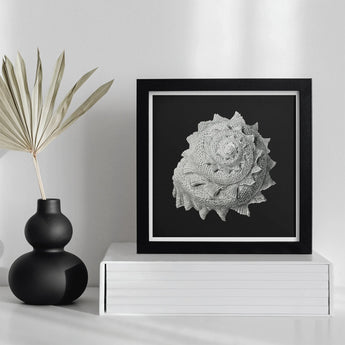 Star Shell - Ernst Haeckel Ocean Life Art Print / Canvas Black-framed Artwork Detailed White Spiral Illustration Dark, Molluscan