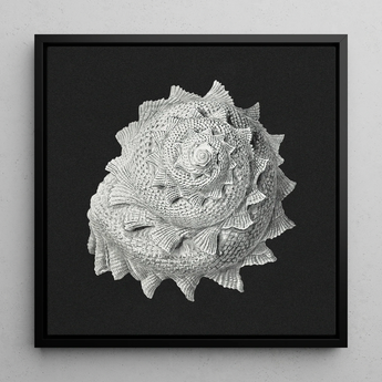 Star Shell - Ernst Haeckel Ocean Life Art Print / Canvas Black-framed Square Canvas Detailed Monochromatic Depiction Intricately Textured