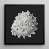 Star Shell - Ernst Haeckel Ocean Life Art Print / Canvas Black-framed Square Detailed Monochromatic Depiction Intricately Textured,